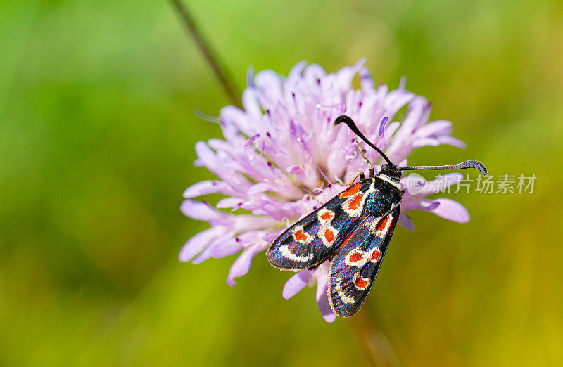 Zygaena occitanica moth， Catalonia.普罗旺斯伯内特